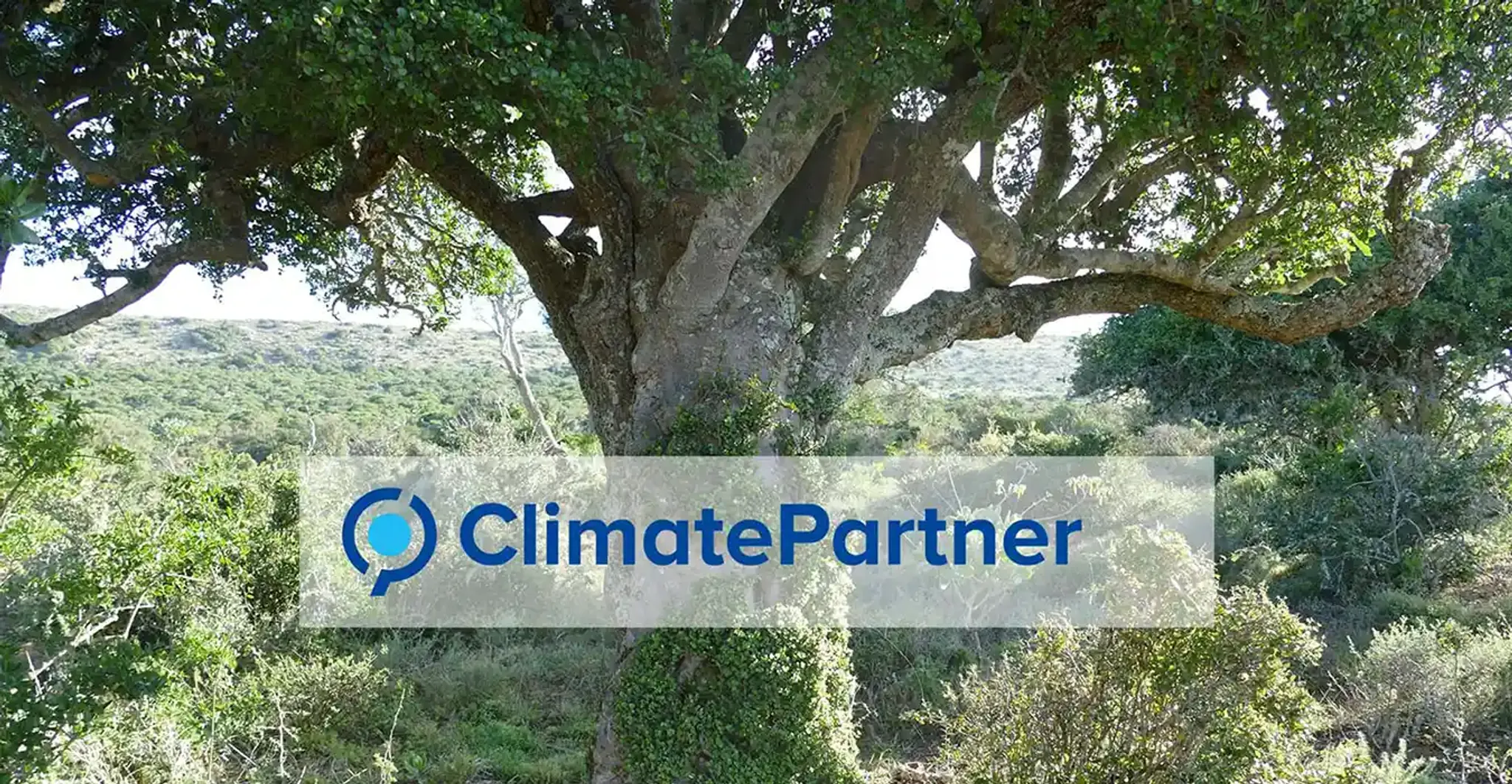 Baum im Wald mit ClimatePartner Logo