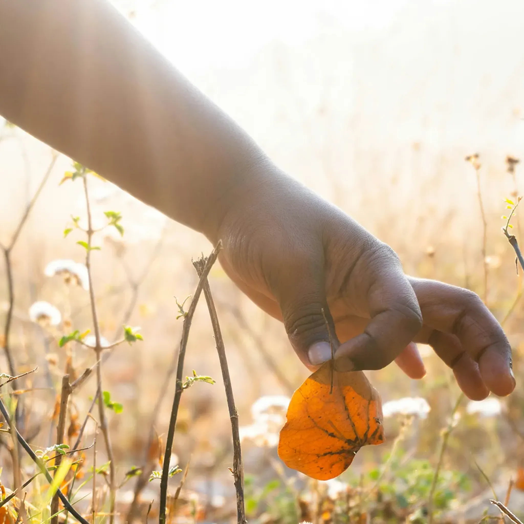 Kinderhand pflückt Blume