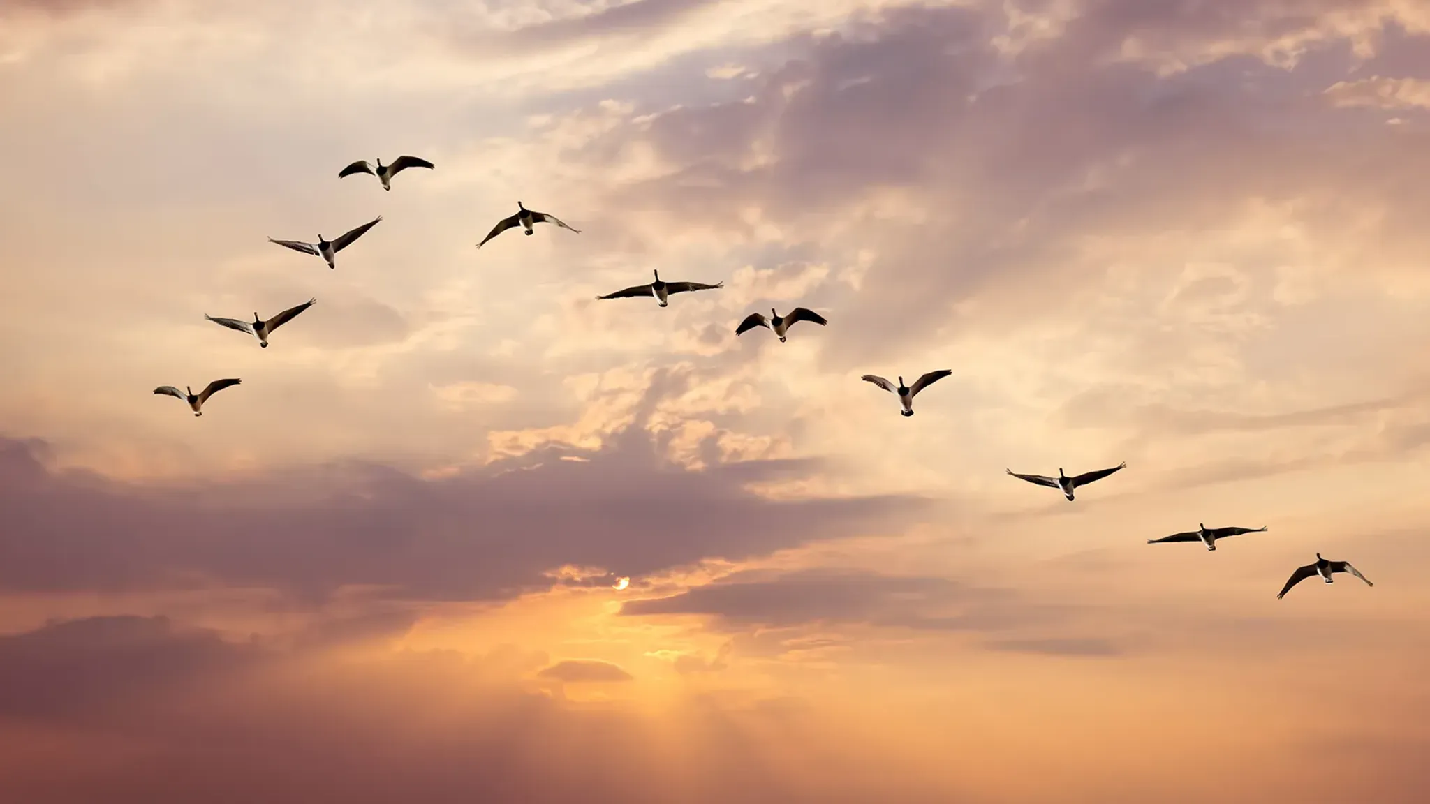 <h1>Cloud-Telefonanlage f&uuml;r die internationale Expansion der Buchungsplattform</h1>