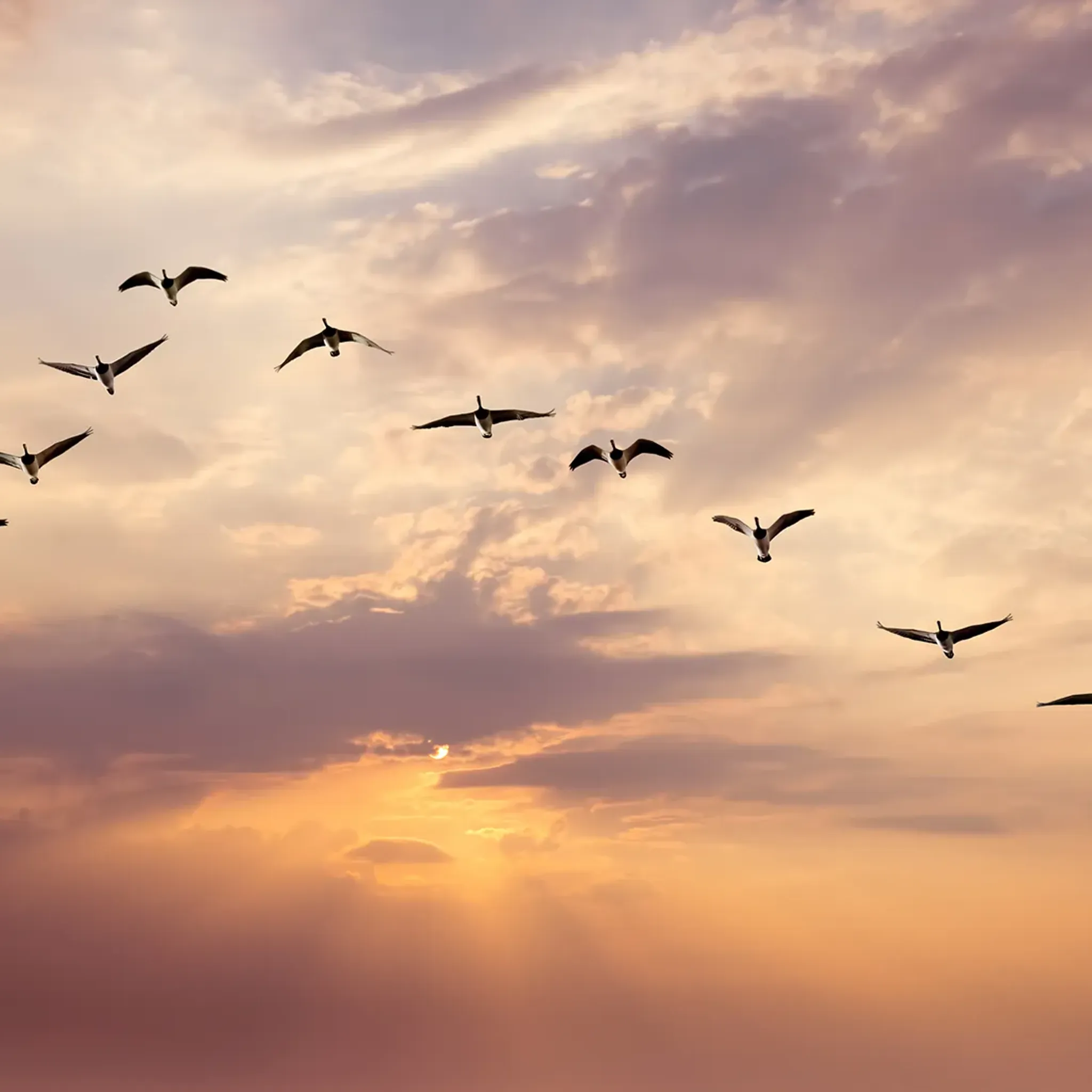 Vögel fliegen in Formation vor Himmel mit Sonnenuntergang