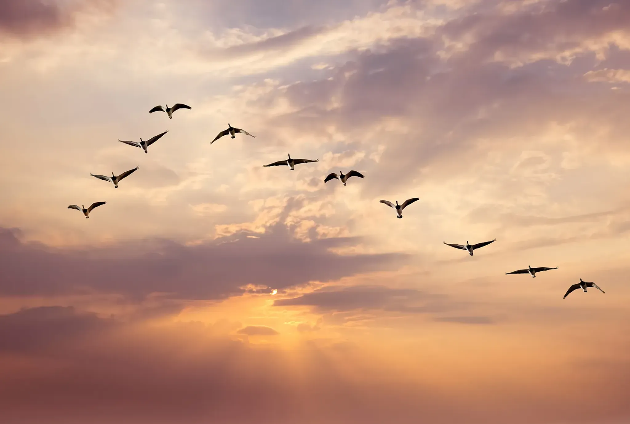 Vögel fliegen in Formation vor Himmel mit Sonnenuntergang
